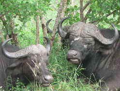 [Big5 - buffalo]