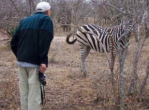 [zebra]