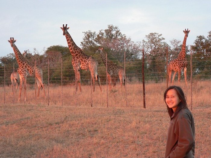 [fences:giraffe]