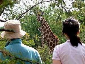 [giraffe walks]