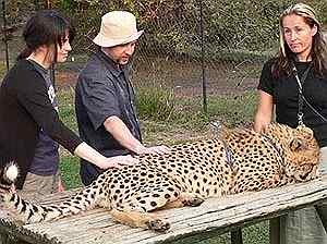 [touch cheetah]