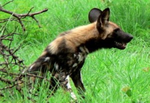 [Wild Dog]